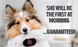 養(yǎng)狗的沒買這個SensDog項圈   別說你會和狗狗溝通