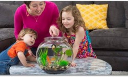 這款智能魚缸養魚都不用換水！懶人必備