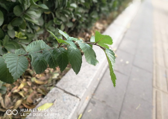 華為Mate 9拍照評(píng)測(cè) 徠卡雙攝像頭