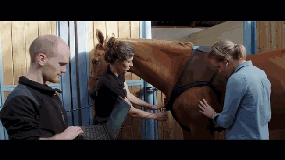 養馬的壕在哪呢？這是專為馬設計的可穿戴設備