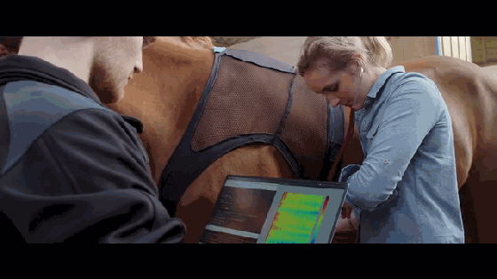 養馬的壕在哪呢？這是專為馬設計的可穿戴設備