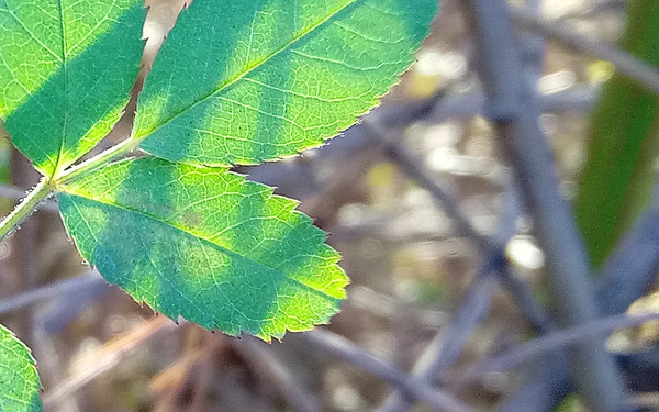 虛化效果奇好 虛化效果奇好
