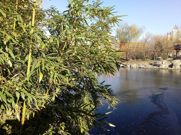 植物近景 植物近景