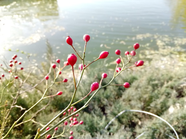 虛化給力 虛化給力