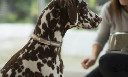 Felcana寵物健康智能狗環(huán)：這個項圈能幫你照顧狗狗