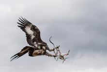 無人機頻闖禍 老鷹抓無人機能夠解決？