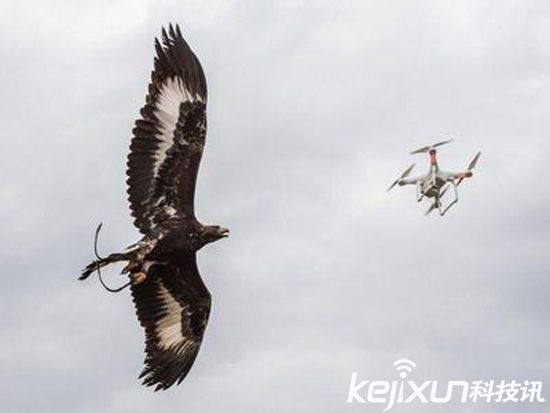 無人機頻闖禍 老鷹抓無人機能夠解決?