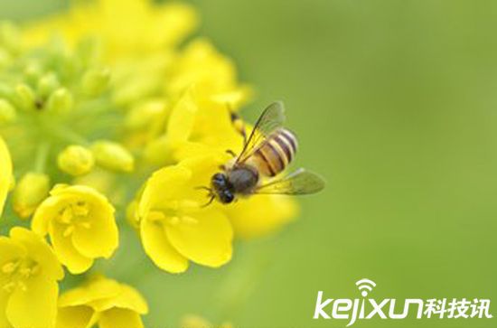 無人機替代蜜蜂授粉 應對蜂群崩壞癥候群