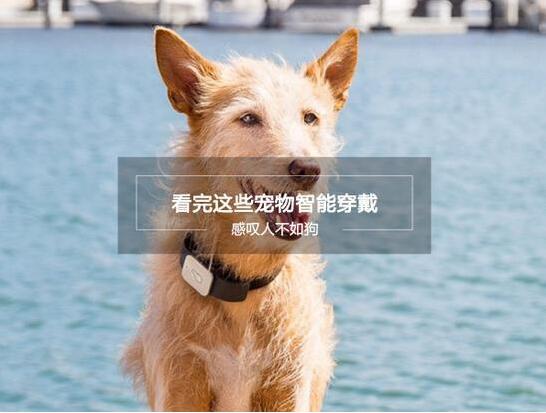 真是人不如狗 盤點那些有趣的寵物智能穿戴產(chǎn)品