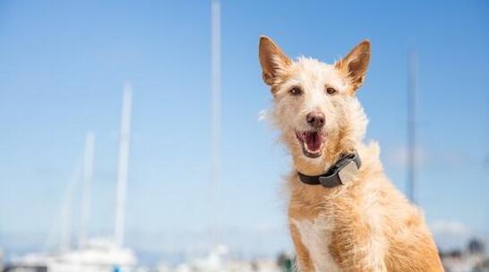 人不如狗 盤點那些有趣的寵物智能穿戴 人不如狗 盤點那些有趣的寵物智能穿戴