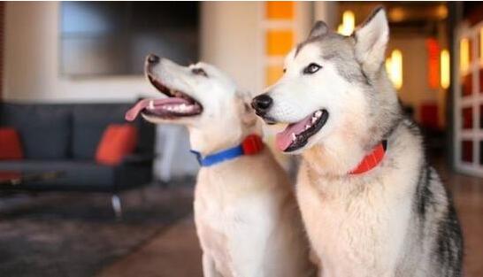 人不如狗 盤點那些有趣的寵物智能穿戴 人不如狗 盤點那些有趣的寵物智能穿戴