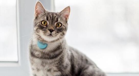 人不如狗 盤點那些有趣的寵物智能穿戴 人不如狗 盤點那些有趣的寵物智能穿戴