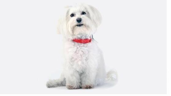 人不如狗 盤點那些有趣的寵物智能穿戴 人不如狗 盤點那些有趣的寵物智能穿戴