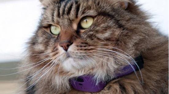 人不如狗 盤點那些有趣的寵物智能穿戴 人不如狗 盤點那些有趣的寵物智能穿戴