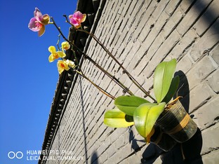 華為P10 Plus拍照把iPhone 7P越甩越遠