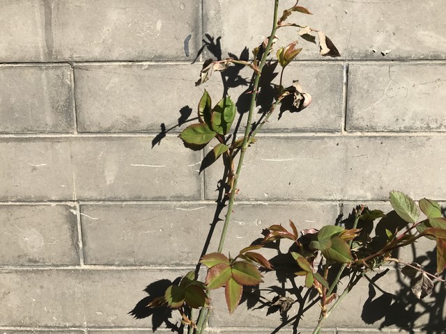 華為P10 Plus拍照把iPhone 7P越甩越遠