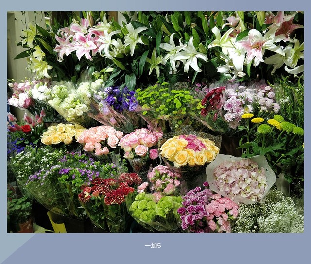 拍照誰更強?一加5 、小米6、榮耀9拍照樣張對比