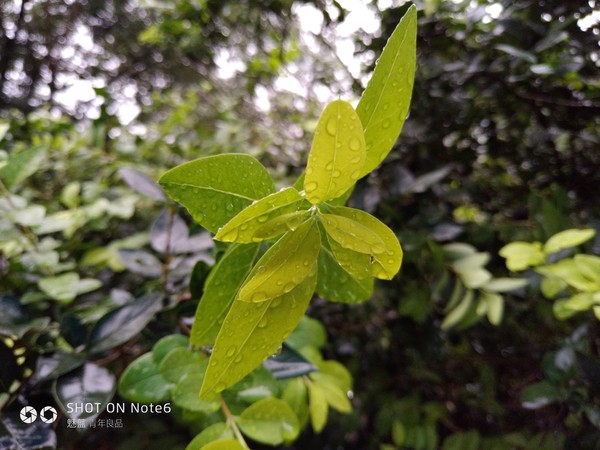 魅藍Note6近景樣張