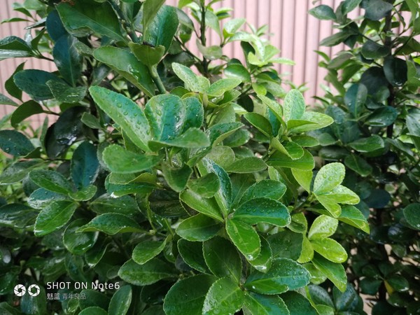 魅藍Note6近景樣張