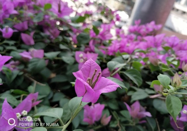 前后各雙攝像頭 努比亞Z17S拍照評(píng)測(cè)