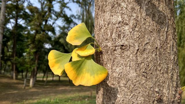 紅米5A評測 599元紅米5A值得買嗎？