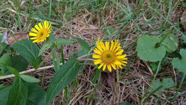 紅米5A評測 599元紅米5A值得買嗎？