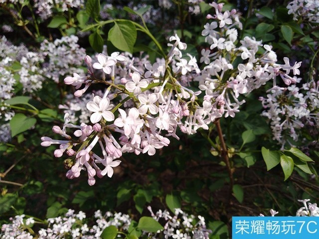 堅(jiān)果3、榮耀暢玩7C、魅藍(lán)S6拍照樣張對(duì)比 千元機(jī)拍照哪個(gè)好?