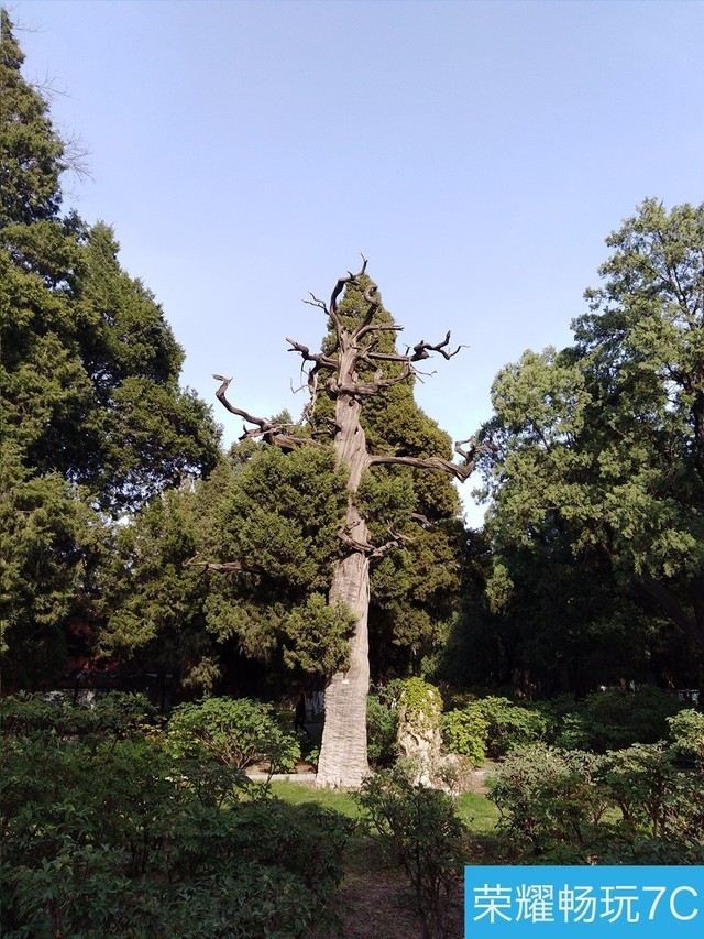 堅(jiān)果3、榮耀暢玩7C、魅藍(lán)S6拍照樣張對(duì)比 千元機(jī)拍照哪個(gè)好?