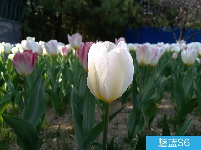 堅(jiān)果3、榮耀暢玩7C、魅藍(lán)S6拍照樣張對(duì)比 千元機(jī)拍照哪個(gè)好?