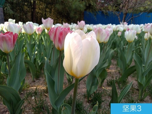 堅(jiān)果3、榮耀暢玩7C、魅藍(lán)S6拍照樣張對(duì)比 千元機(jī)拍照哪個(gè)好?