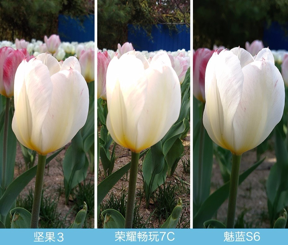 堅(jiān)果3、榮耀暢玩7C、魅藍(lán)S6拍照樣張對(duì)比 千元機(jī)拍照哪個(gè)好?