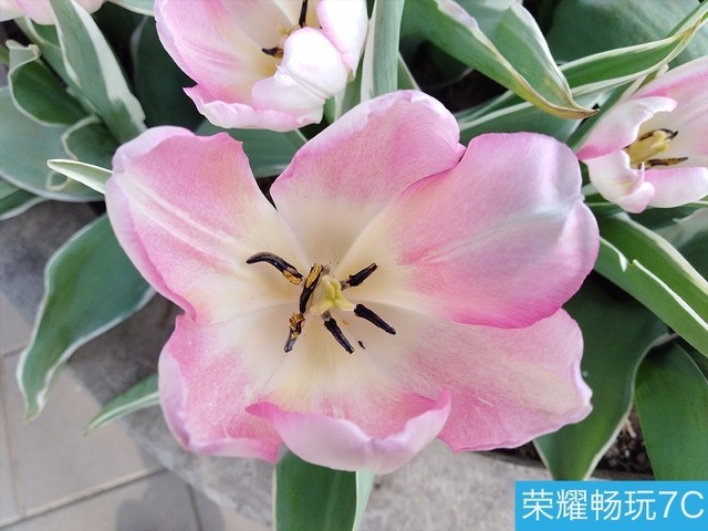 堅(jiān)果3、榮耀暢玩7C、魅藍(lán)S6拍照樣張對(duì)比 千元機(jī)拍照哪個(gè)好?