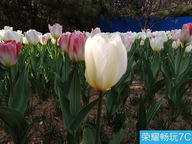 堅(jiān)果3、榮耀暢玩7C、魅藍(lán)S6拍照樣張對(duì)比 千元機(jī)拍照哪個(gè)好?