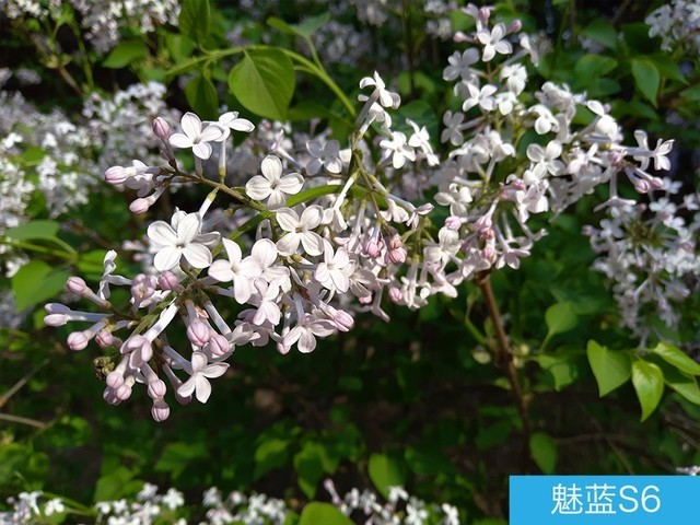 堅(jiān)果3、榮耀暢玩7C、魅藍(lán)S6拍照樣張對(duì)比 千元機(jī)拍照哪個(gè)好?