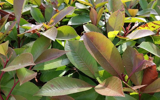 紅米S2值得買嗎 紅米S2全面評測