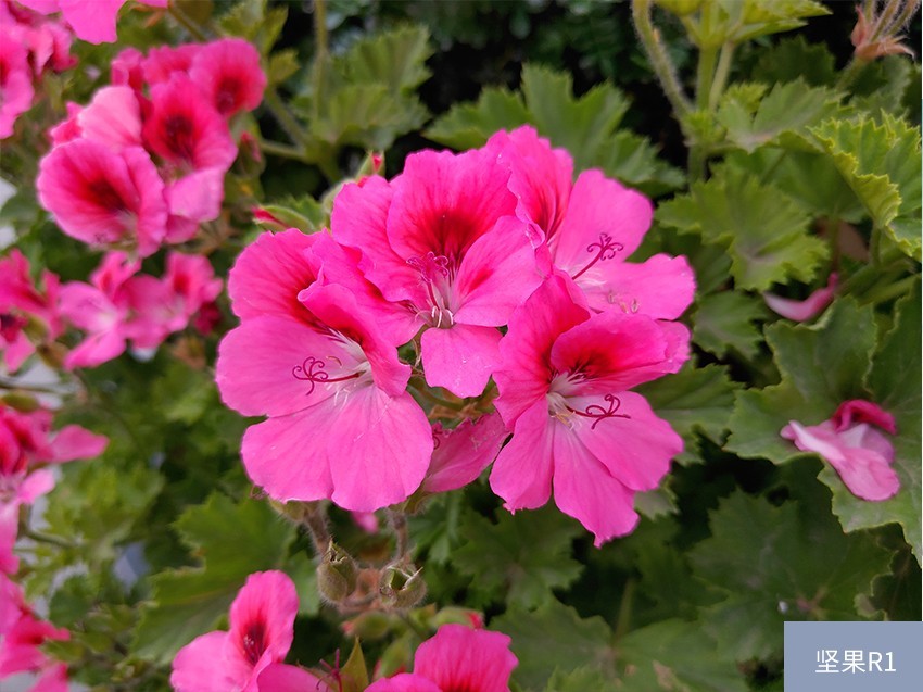 堅果R1、小米MIX2S、iPhone X對比評測 國產旗艦對決蘋果