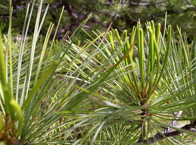 榮耀暢玩7值得買嗎?榮耀暢玩7評測