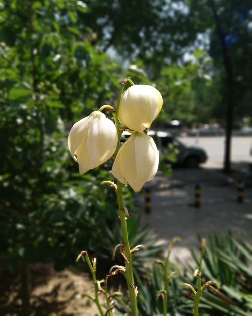 當信仰有了性價比 諾基亞X6全面評測