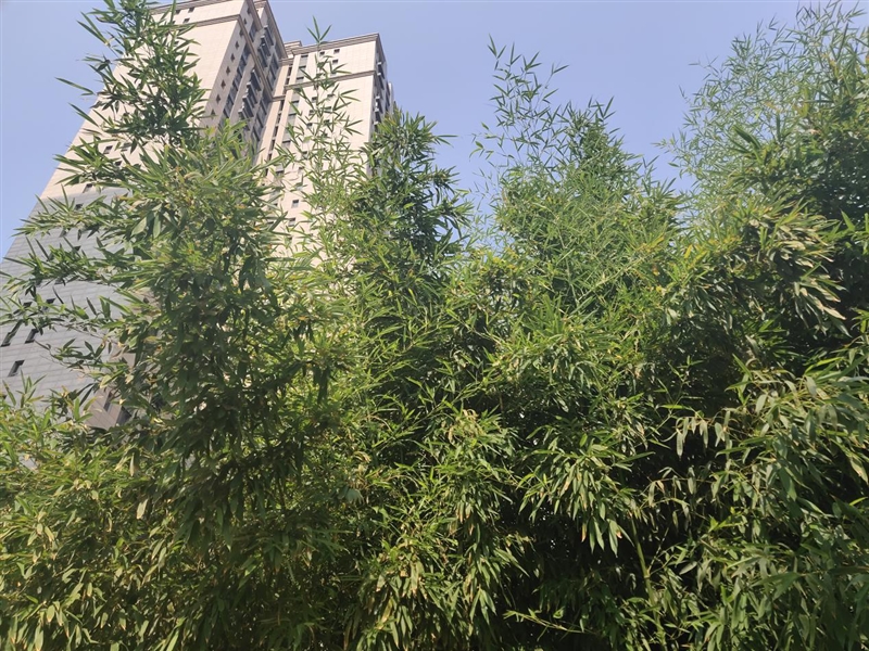 首發升降式相機 vivo NEX評測:這才是未來的手機