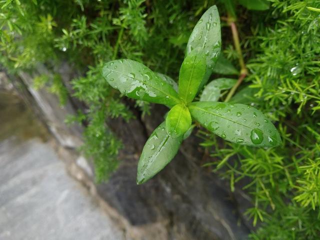 紅米6 Pro值得買嗎？紅米6 Pro全面屏評測