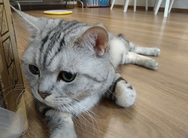 紅米6 Pro值得買嗎？紅米6 Pro全面屏評測