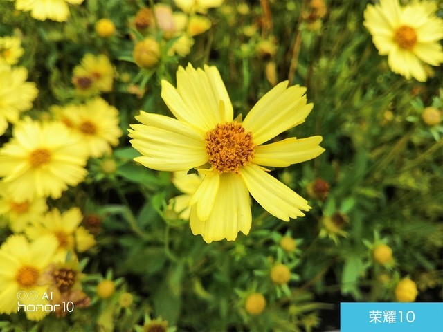 iPhone X、榮耀10、小米8拍照對比評測 蘋果秒殺一切？