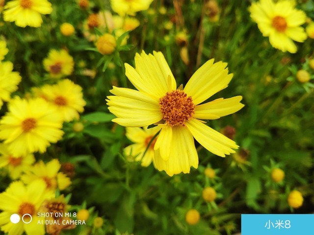 iPhone X、榮耀10、小米8拍照對比評測 蘋果秒殺一切？