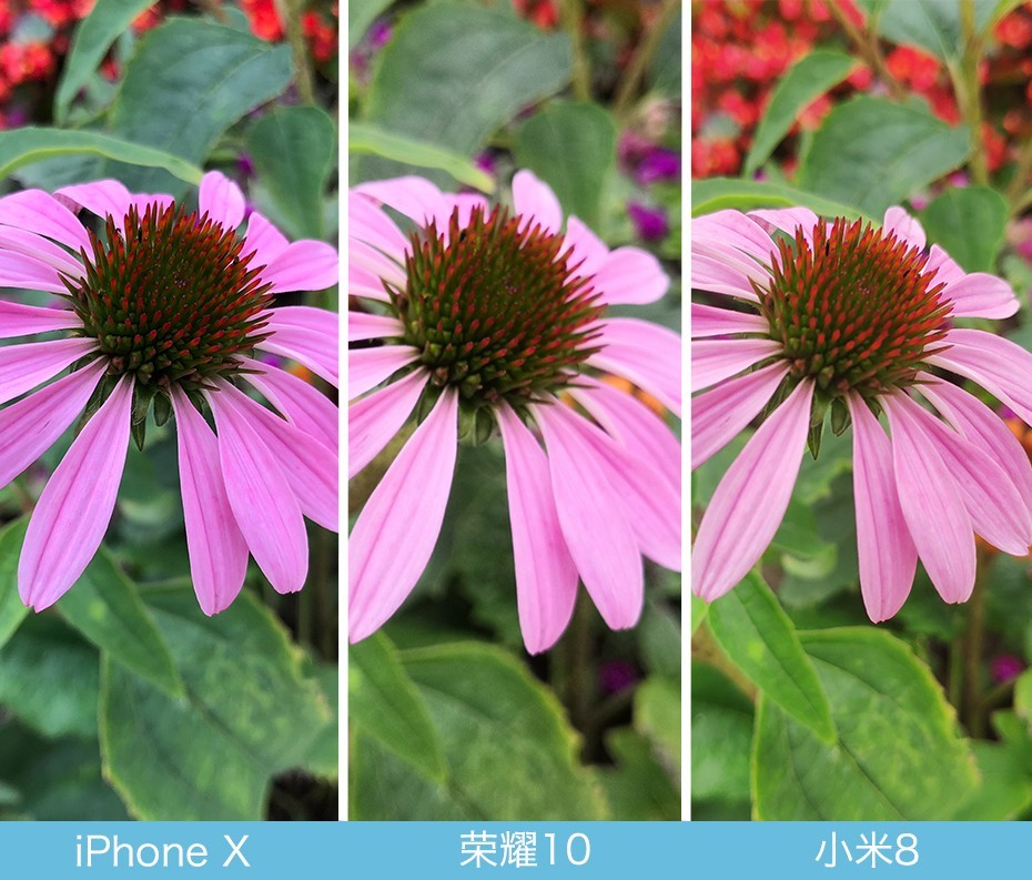 iPhone X、榮耀10、小米8拍照對比評測 蘋果秒殺一切？