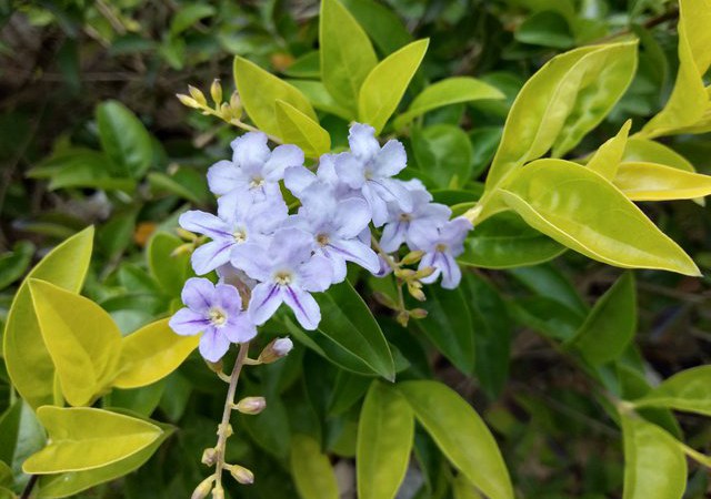 OPPO A5怎么樣 值得買嗎？OPPO A5評測