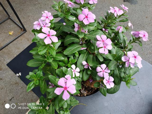 榮耀Note10和小米Max3對比評測 巨屏手機選哪款好？