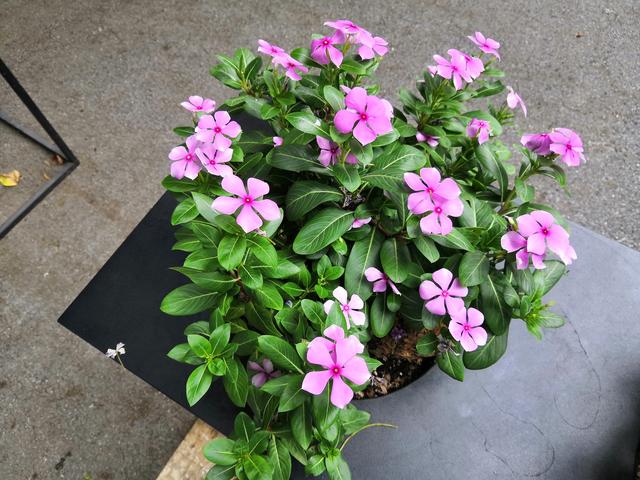 榮耀Note10和小米Max3對比評測 巨屏手機選哪款好？