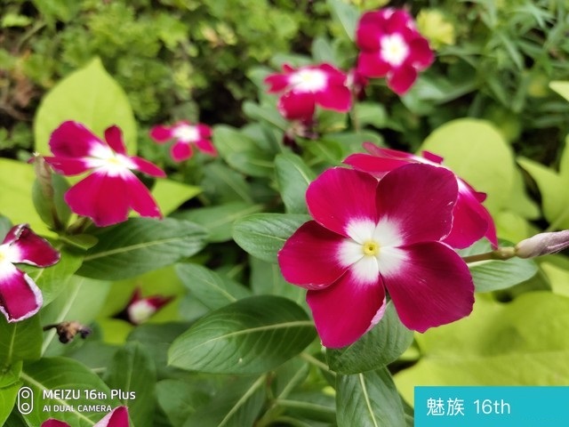 魅族16和榮耀Note10哪個好？榮耀Note10對比魅族16評測