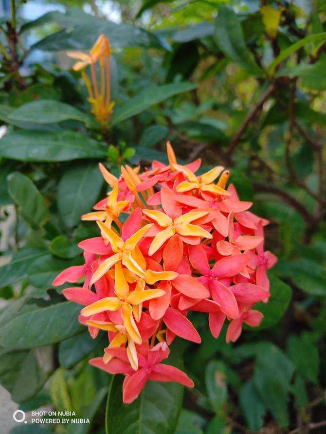 努比亞Z18和一加6哪個好 努比亞Z18與一加6對比評測