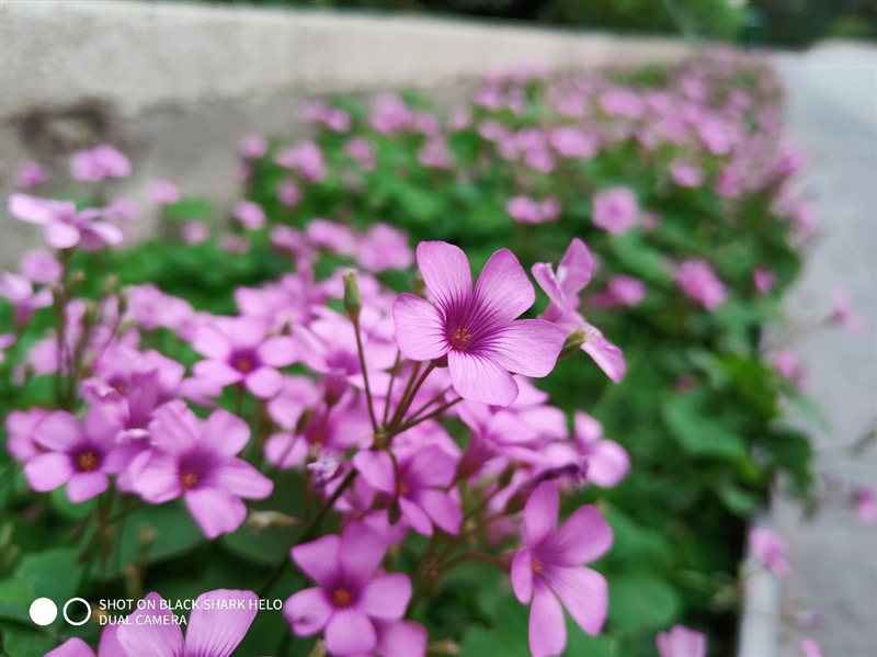 全球首款10GB內(nèi)存手機(jī)!黑鯊游戲手機(jī)Helo首發(fā)評(píng)測(cè):為手游而生